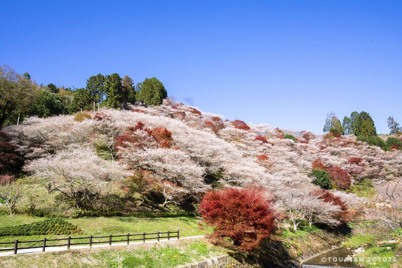 Obara Shikizakura Four-Season Cherry Blossom Festival
