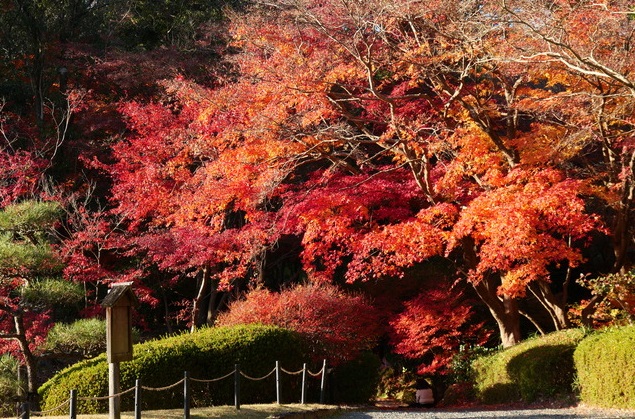 Fujioka Autumn Leaves Festival